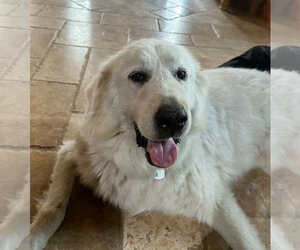 Great Pyrenees Dogs for adoption in Bountiful, UT, USA