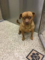 Buggs Dogs for adoption in Martinsburg, WV, USA