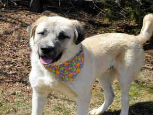 Anatolian Shepherd Dogs for adoption in Westminster, MD, USA