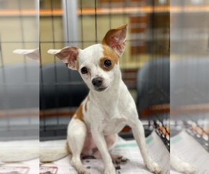 Chihuahua Dogs for adoption in Pembroke, GA, USA