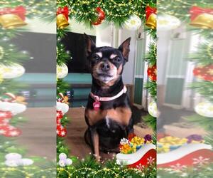 Miniature Pinscher Dogs for adoption in Victorville, CA, USA