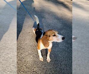 Beagle Dogs for adoption in Wilmington, DE, USA