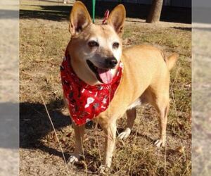 Chi-Corgi Dogs for adoption in Von Ormy, TX, USA