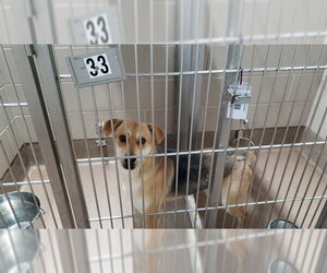 Beagle-German Shepherd Dog Mix Dogs for adoption in Aurora, IL, USA