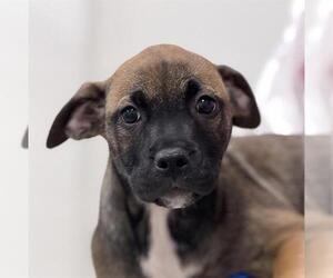 American Staffordshire Terrier-Weimaraner Mix Dogs for adoption in Canfield, OH, USA