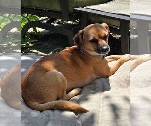 Mutt Dogs for adoption in Fort Wayne, IN, USA