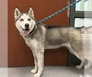 Siberian Husky Dogs for adoption in Rancho Cucamonga, CA, USA