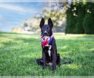 Shepradors Dogs for adoption in Unionville, PA, USA