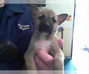 German Shepherd Dog-Unknown Mix Dogs for adoption in Tulsa, OK, USA