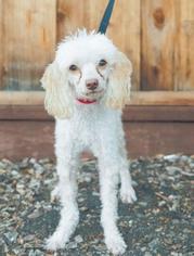 Poodle (Miniature) Dogs for adoption in Palo Alto, CA, USA