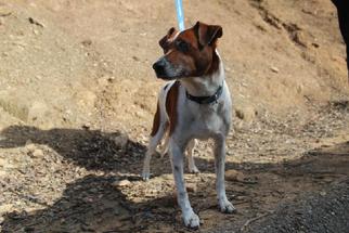 Mutt Dogs for adoption in Jamestown, CA, USA