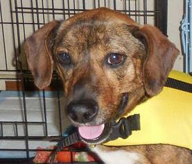 Basschshund Dogs for adoption in Fairmont, WV, USA