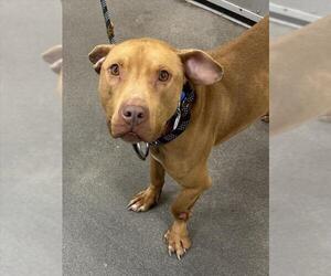 Mutt Dogs for adoption in Forestville, MD, USA