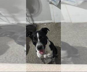 Border Collie-Unknown Mix Dogs for adoption in San Antonio, TX, USA
