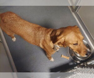Mutt Dogs for adoption in Glen Allen, VA, USA
