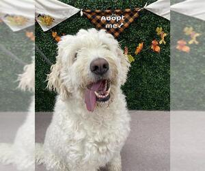 Pyredoodle Dogs for adoption in Grasswood, Saskatchewan, Canada