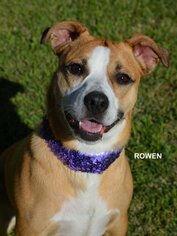 Bogle Dogs for adoption in Raytown, MO, USA