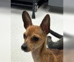 Chihuahua-Unknown Mix Dogs for adoption in Canton, CT, USA