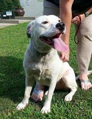 Labrador Retriever Dogs for adoption in Shinnston, WV, USA