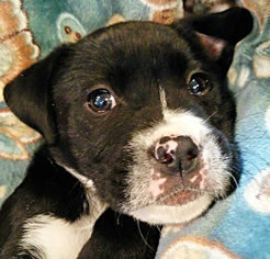 Labrador Retriever Dogs for adoption in Rutherfordton, NC, USA