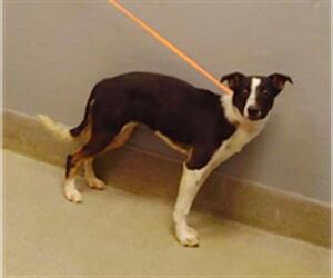 Mutt Dogs for adoption in Las Vegas, NV, USA