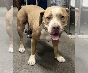 American Bulldog-Unknown Mix Dogs for adoption in Forestville, MD, USA