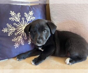 Medium Photo #4 Labrador Retriever-Pembroke Welsh Corgi Mix Puppy For Sale in pomfret, CT, USA