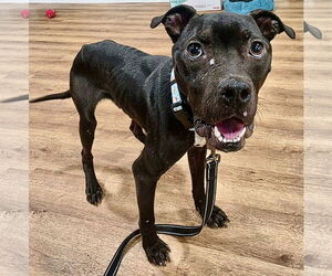 Staffordshire Bull Terrier-Unknown Mix Dogs for adoption in Clarkston, MI, USA