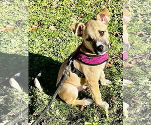 Boxer-German Shepherd Dog Mix Dogs for adoption in North Olmsted, OH, USA