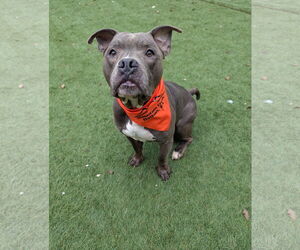American Pit Bull Terrier-Unknown Mix Dogs for adoption in Calhoun, GA, USA