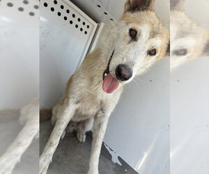 German Shepherd Dog Dogs for adoption in Stockton, CA, USA