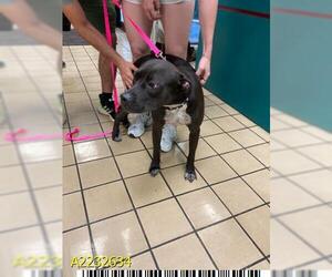 Labrador Retriever-Unknown Mix Dogs for adoption in West Palm Beach, FL, USA