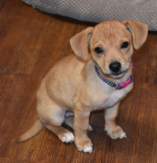 Chiweenie Dogs for adoption in Prosser, WA, USA
