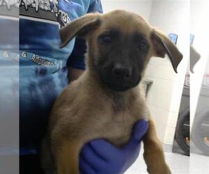 German Shepherd Dog Dogs for adoption in Pasadena, TX, USA