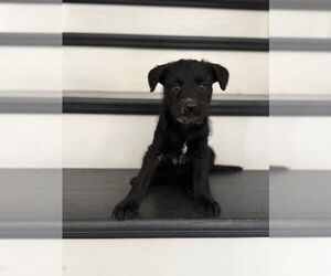 Poodle (Standard)-Unknown Mix Dogs for adoption in Plainfield, IL, USA