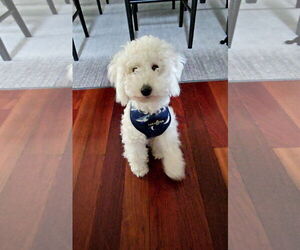 Poodle (Miniature) Dogs for adoption in St. Louis Park, MN, USA