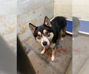 Alaskan Malamute-Keeshond Mix Dogs for adoption in Stockton, CA, USA