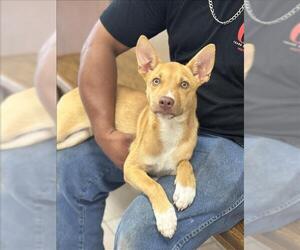 Labrador Retriever-Unknown Mix Dogs for adoption in Conroe, TX, USA