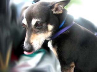 American Rat Pinscher Dogs for adoption in Snellville, GA, USA