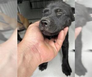 Labrador Retriever-Unknown Mix Dogs for adoption in Houston, TX, USA