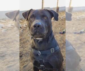 American Pit Bull Terrier-Labrador Retriever Mix Dogs for adoption in Albuquerque, NM, USA