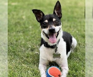 Jack-Rat Terrier Dogs for adoption in Dallas, TX, USA