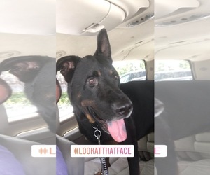 Shepweiller Dogs for adoption in Miami, FL, USA