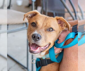 Mutt Dogs for adoption in Mundelein, IL, USA