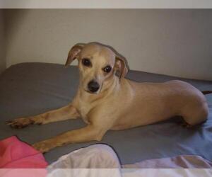 Chihuahua-Unknown Mix Dogs for adoption in San Antonio, TX, USA
