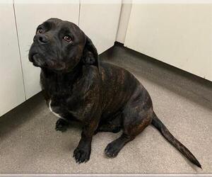 American Pit Bull Terrier-Unknown Mix Dogs for adoption in HESPERIA, CA, USA