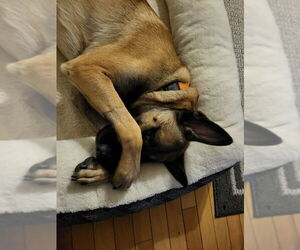 Mutt Dogs for adoption in Stevens Point, WI, USA