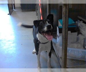Border Collie-Unknown Mix Dogs for adoption in Fayetteville, NC, USA