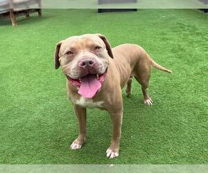 American Pit Bull Terrier-Dogue de Bordeaux Mix Dogs for adoption in Orange, CA, USA