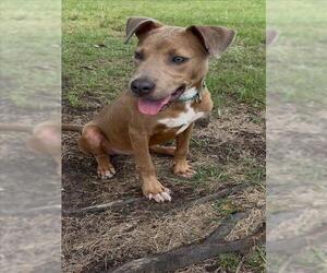 Labrador Retriever-Unknown Mix Dogs for adoption in Conroe, TX, USA